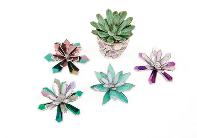 Succulents 11 x 11 x 3.5 cm (W x D x H)